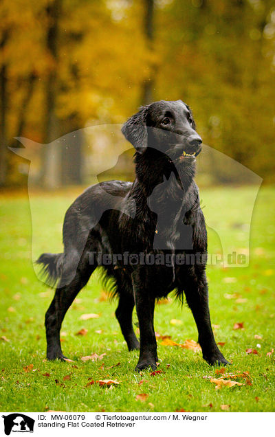 stehender Flat Coated Retriever / standing Flat Coated Retriever / MW-06079