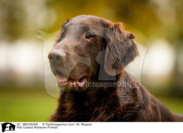 Flat Coated Retriever Portrait / Flat Coated Retriever Portrait / MW-06089