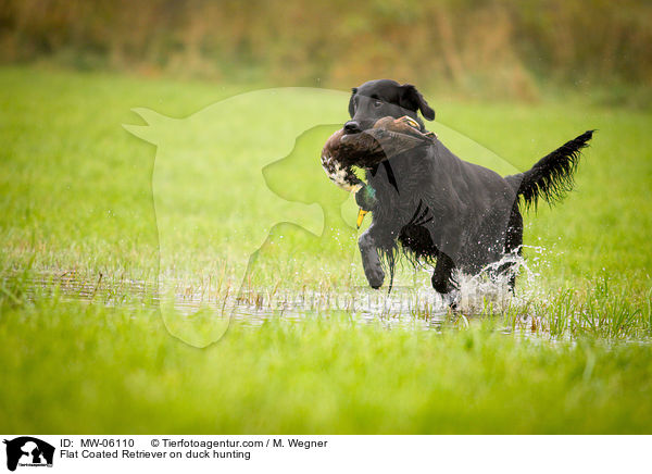 Flat Coated Retriever auf Entenjagd / Flat Coated Retriever on duck hunting / MW-06110