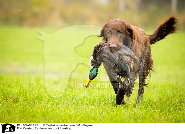 Flat Coated Retriever auf Entenjagd / Flat Coated Retriever on duck hunting / MW-06123