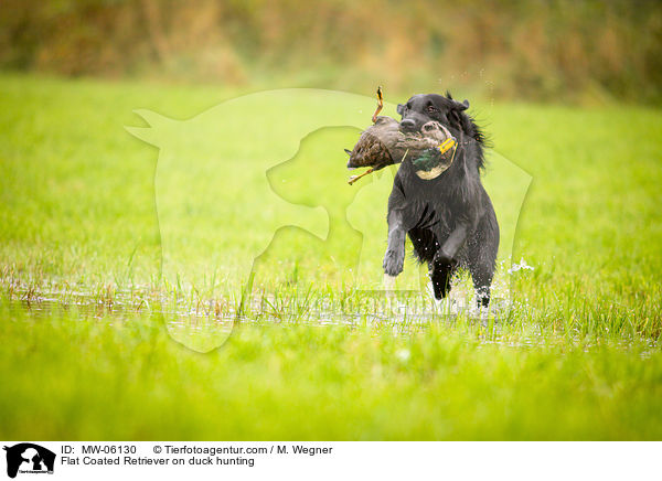 Flat Coated Retriever auf Entenjagd / Flat Coated Retriever on duck hunting / MW-06130