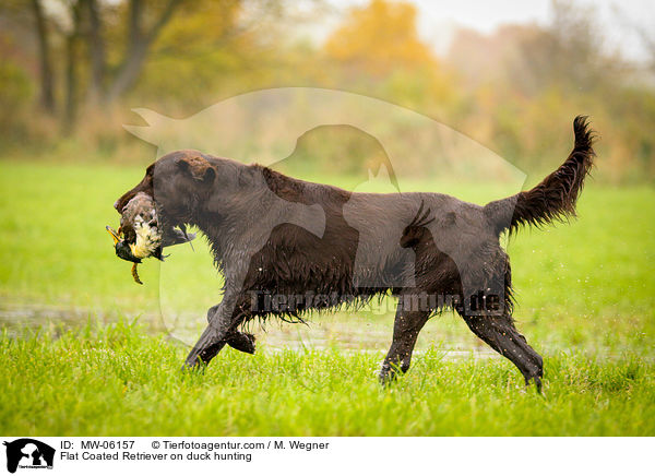 Flat Coated Retriever auf Entenjagd / Flat Coated Retriever on duck hunting / MW-06157