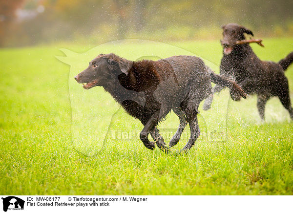 Flat Coated Retriever spielt mit Stock / Flat Coated Retriever plays with stick / MW-06177