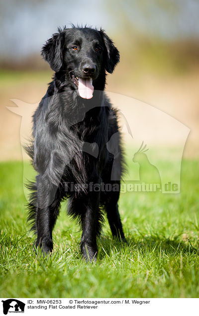 stehender Flat Coated Retriever / standing Flat Coated Retriever / MW-06253