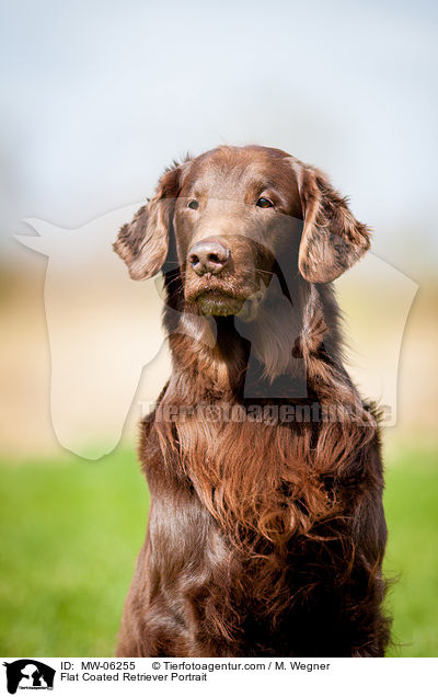 Flat Coated Retriever Portrait / Flat Coated Retriever Portrait / MW-06255