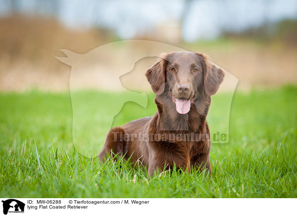 liegender Flat Coated Retriever / lying Flat Coated Retriever / MW-06288