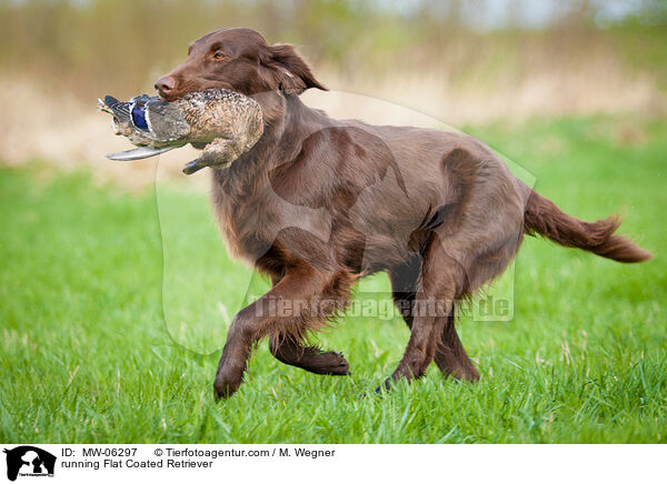 rennender Flat Coated Retriever / running Flat Coated Retriever / MW-06297