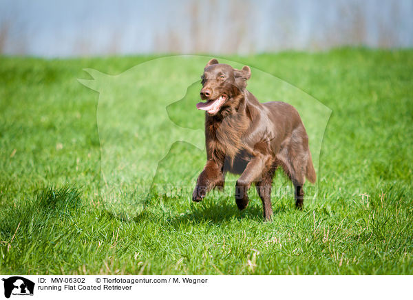 rennender Flat Coated Retriever / running Flat Coated Retriever / MW-06302