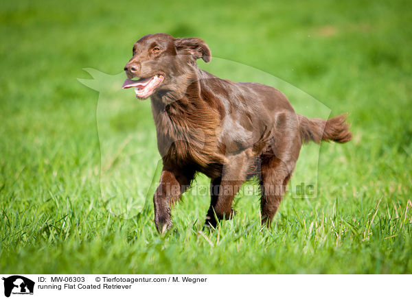 rennender Flat Coated Retriever / running Flat Coated Retriever / MW-06303