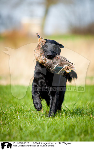 Flat Coated Retriever auf Entenjagd / Flat Coated Retriever on duck hunting / MW-06328