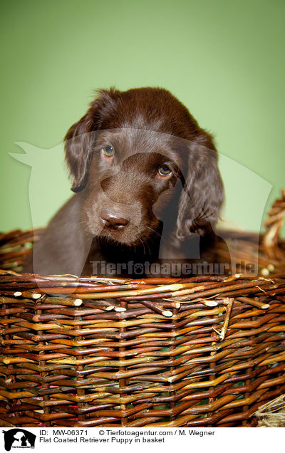 Flat Coated Retriever Welpe im Krbchen / Flat Coated Retriever Puppy in basket / MW-06371