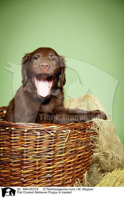 Flat Coated Retriever Welpe im Krbchen / Flat Coated Retriever Puppy in basket / MW-06379