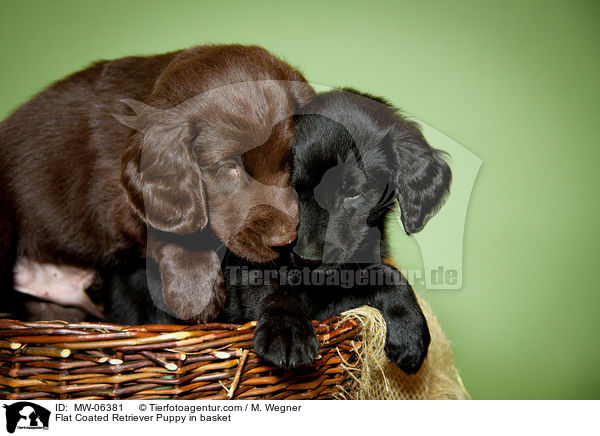 Flat Coated Retriever Welpe im Krbchen / Flat Coated Retriever Puppy in basket / MW-06381