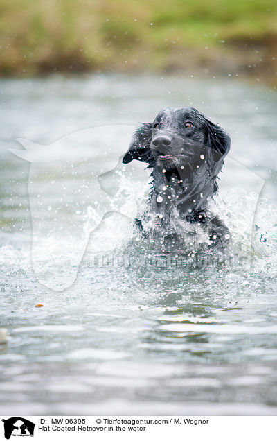 Flat Coated Retriever im Wasser / Flat Coated Retriever in the water / MW-06395