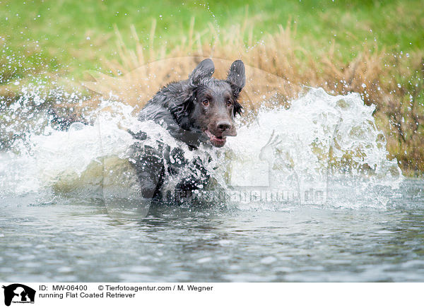 rennender Flat Coated Retriever / running Flat Coated Retriever / MW-06400