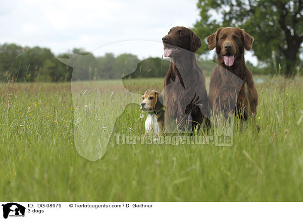 3 Hunde / 3 dogs / DG-08979