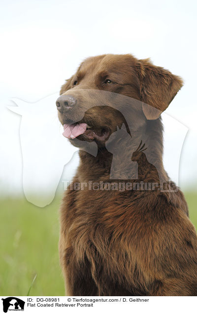 Flat Coated Retriever Portrait / Flat Coated Retriever Portrait / DG-08981