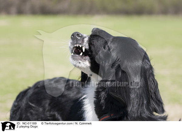 2 spielende Hunde / 2 playing Dogs / NC-01189