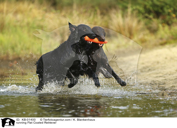 rennende Flat Coated Retriever / running Flat Coated Retriever / KB-01400