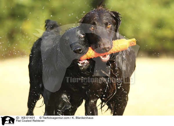 Flat Coated Retriever / Flat Coated Retriever / KB-01401