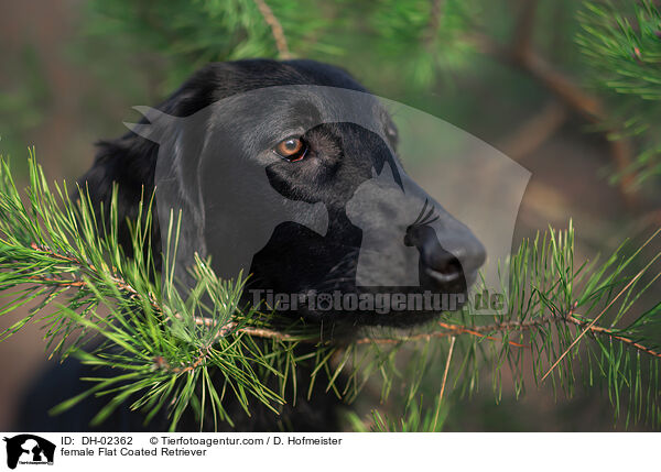 Flat Coated Retriever Hndin / female Flat Coated Retriever / DH-02362