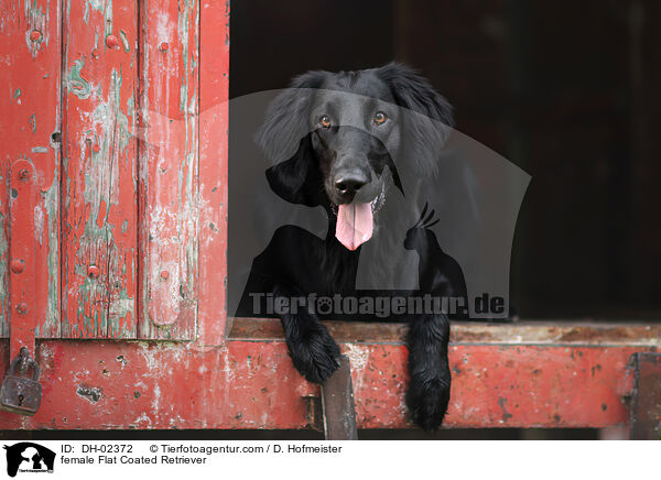 Flat Coated Retriever Hndin / female Flat Coated Retriever / DH-02372