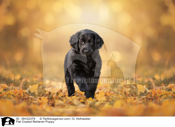 Flat Coated Retriever Welpe / Flat Coated Retriever Puppy / DH-02379