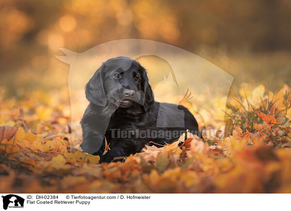 Flat Coated Retriever Welpe / Flat Coated Retriever Puppy / DH-02384