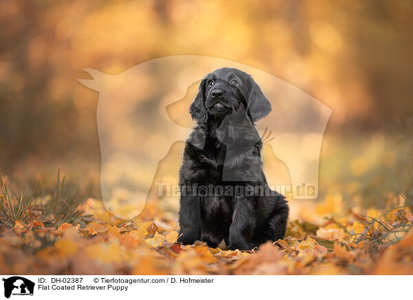 Flat Coated Retriever Welpe / Flat Coated Retriever Puppy / DH-02387