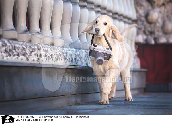 junger Flat Coated Retriever / young Flat Coated Retriever / DH-02392