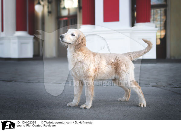 junger Flat Coated Retriever / young Flat Coated Retriever / DH-02393