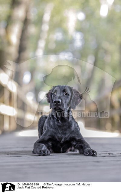 black Flat Coated Retriever / MAH-02896