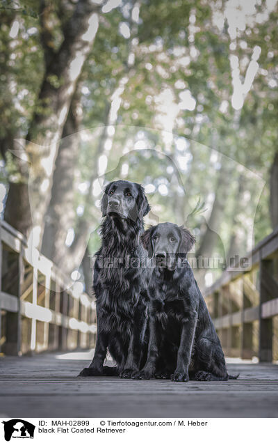 schwarzer Flat Coated Retriever / black Flat Coated Retriever / MAH-02899