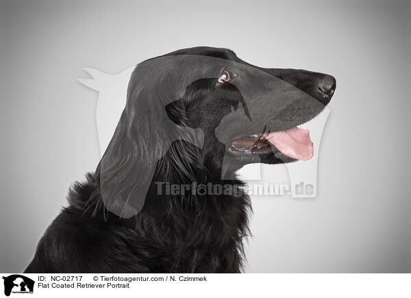 Flat Coated Retriever Portrait / Flat Coated Retriever Portrait / NC-02717