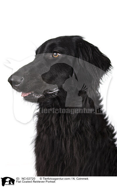 Flat Coated Retriever Portrait / Flat Coated Retriever Portrait / NC-02720