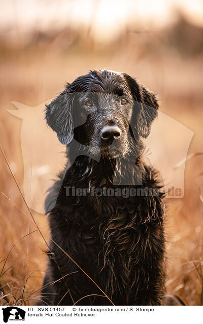 Flat Coated Retriever Hndin / female Flat Coated Retriever / SVS-01457