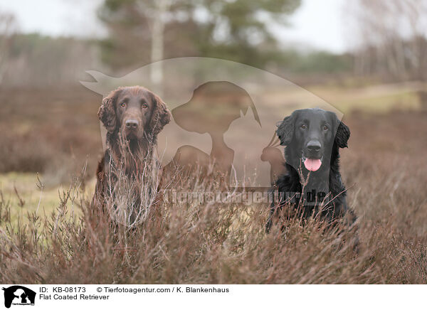 Flat Coated Retriever / Flat Coated Retriever / KB-08173