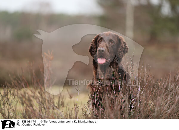 Flat Coated Retriever / Flat Coated Retriever / KB-08174