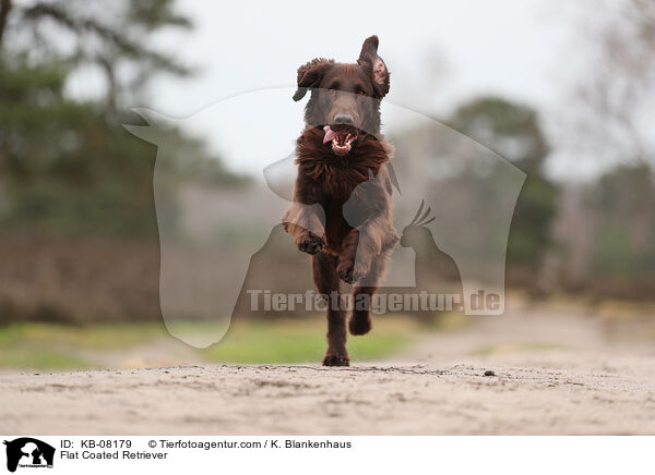 Flat Coated Retriever / Flat Coated Retriever / KB-08179