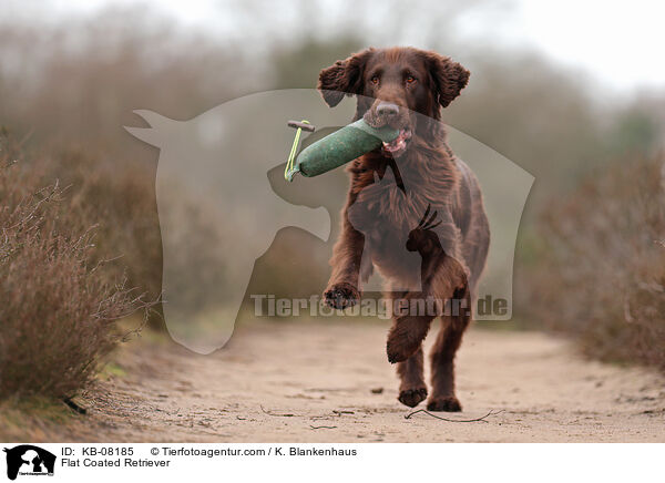 Flat Coated Retriever / Flat Coated Retriever / KB-08185