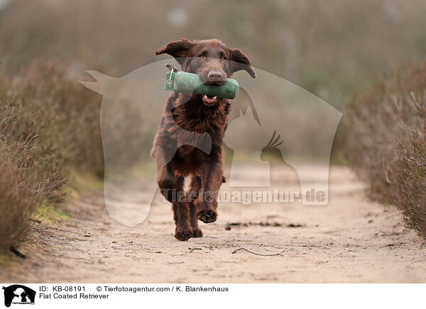 Flat Coated Retriever / KB-08191