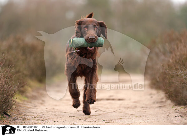 Flat Coated Retriever / Flat Coated Retriever / KB-08192