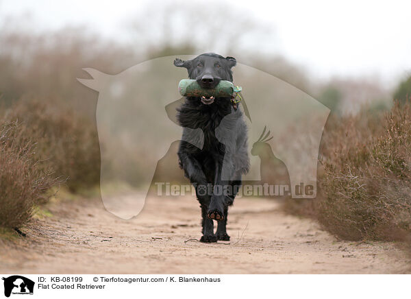 Flat Coated Retriever / Flat Coated Retriever / KB-08199