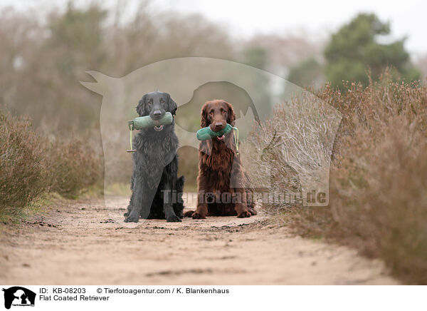 Flat Coated Retriever / Flat Coated Retriever / KB-08203