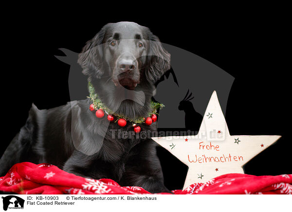 Flat Coated Retriever / KB-10903