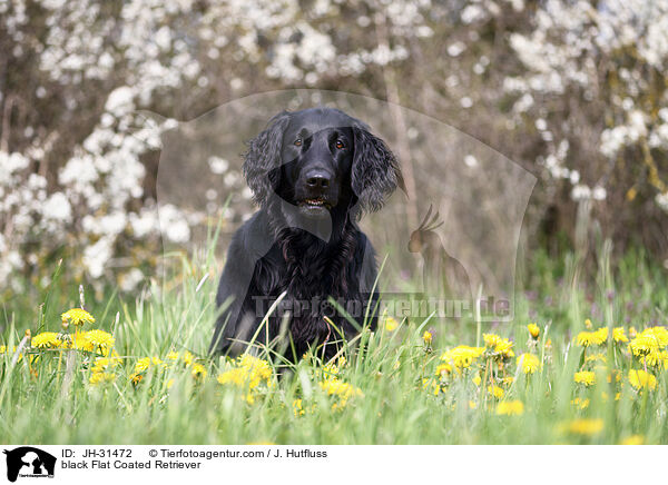 schwarzer Flat Coated Retriever / black Flat Coated Retriever / JH-31472