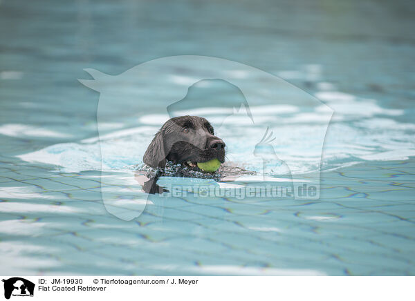 Flat Coated Retriever / Flat Coated Retriever / JM-19930