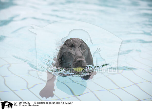 Flat Coated Retriever / Flat Coated Retriever / JM-19932