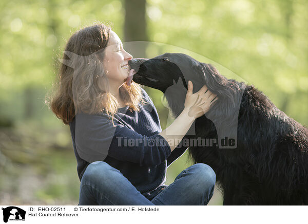 Flat Coated Retriever / Flat Coated Retriever / EHO-02511