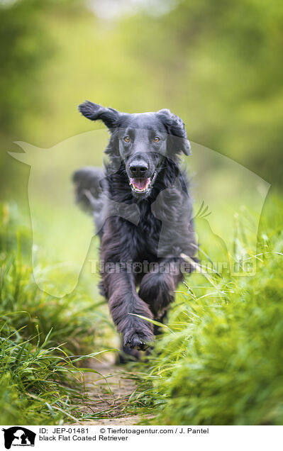 schwarzer Flat Coated Retriever / black Flat Coated Retriever / JEP-01481